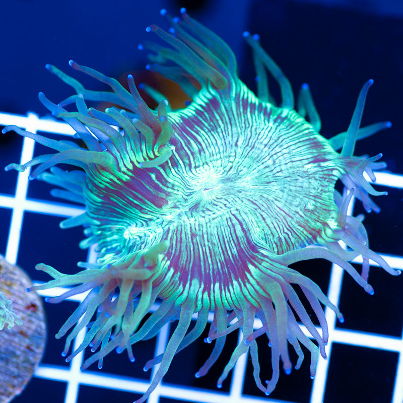 Bulletproof Elegance