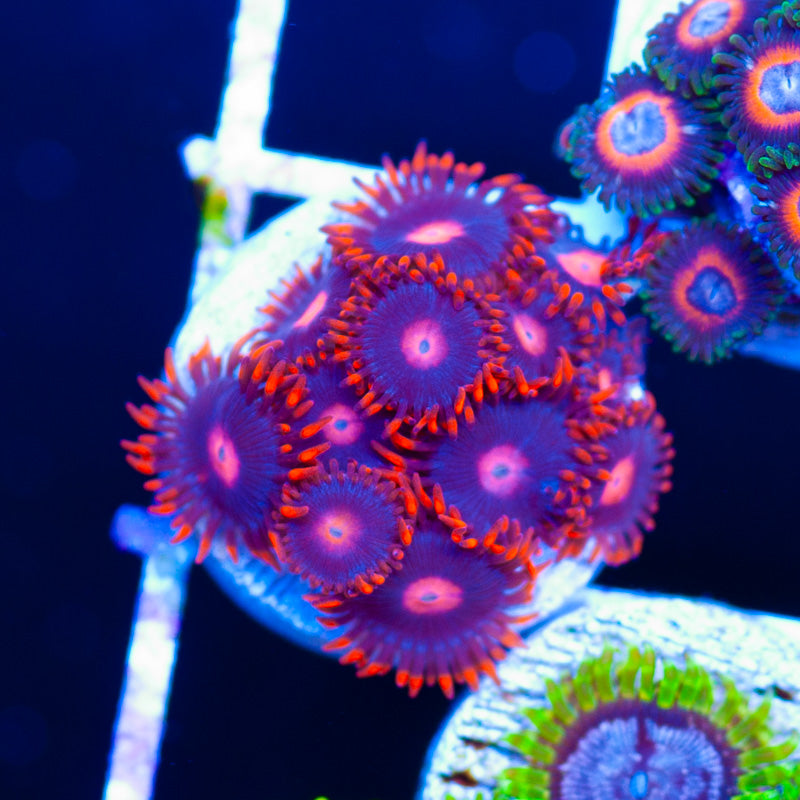 Clementine Zoanthids