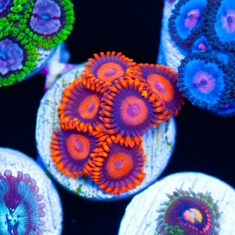 Orange Hornet Zoanthids
