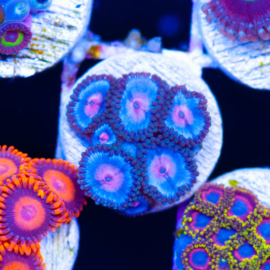 Blue Kiss Zoanthids #1