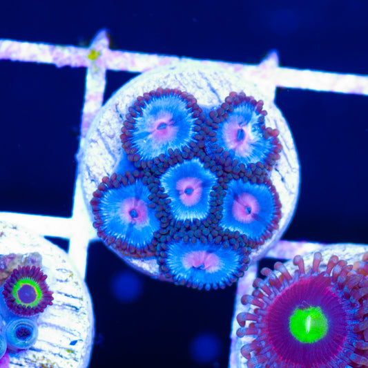 Blue Kiss Zoanthids #2