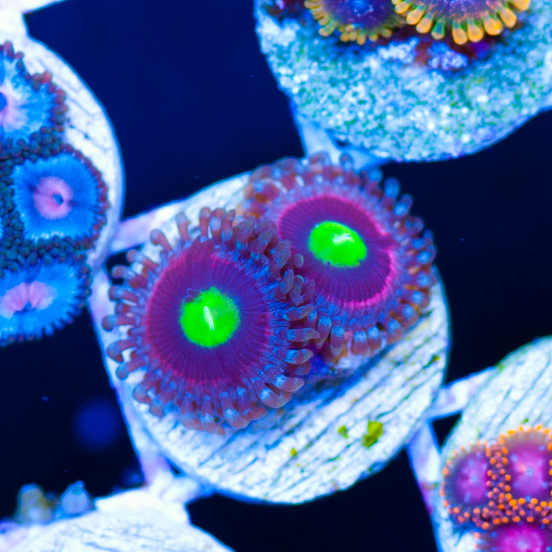 Bubblicious Zoanthids