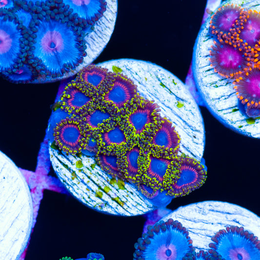 Dragonballz Zoanthids