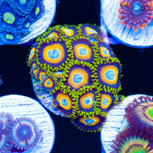 Scrambled Egg Zoanthids #1