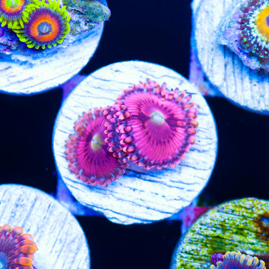 CC Pink Passion Zoanthids