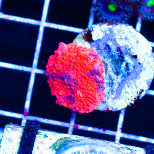 Deadpool Disco Mushroom