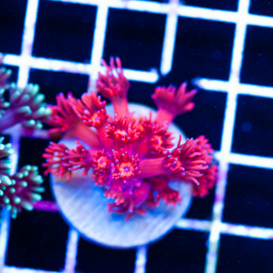 ORA Ultra Red Goniopora