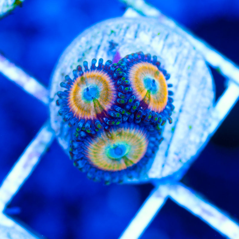 CC Orange Fusions Zoanthids