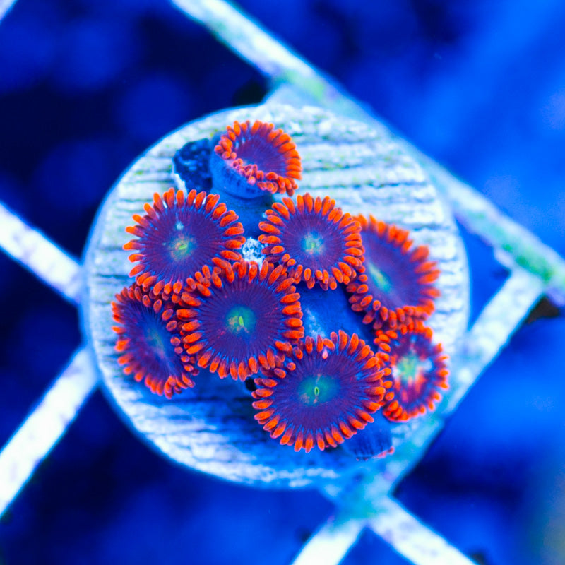 Fire and Ice Zoanthids