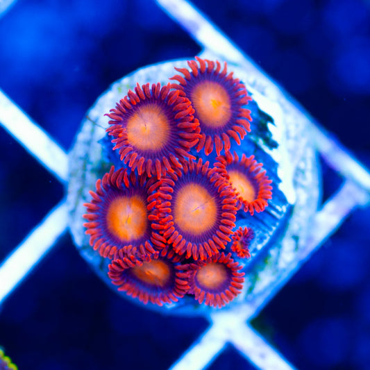 Angry Birds Zoanthids