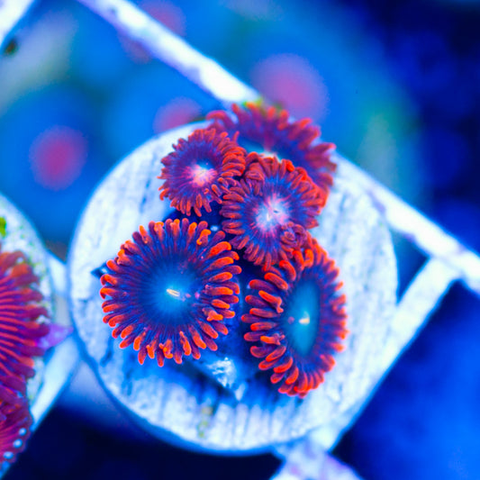 Fire and Ice Zoanthids #2