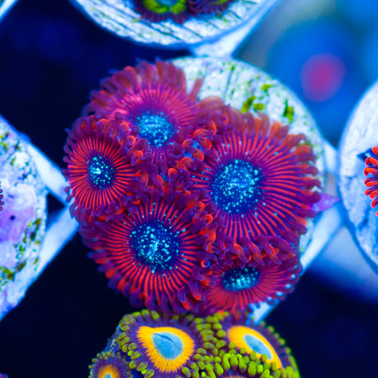 Magician Zoanthids