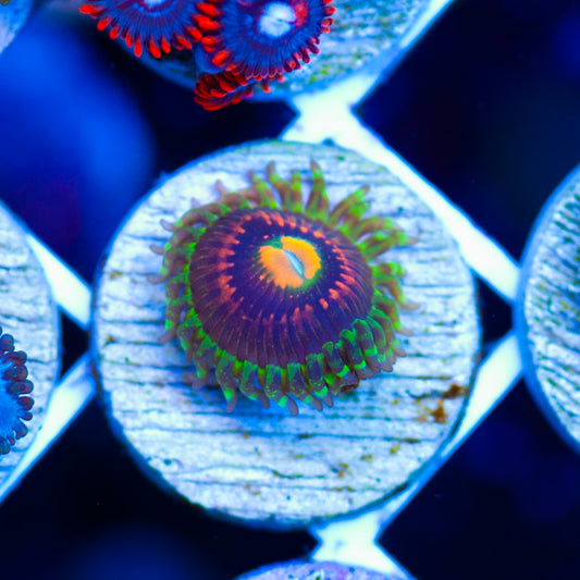 LC Rainbow Incinerator