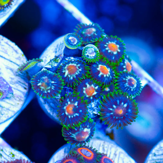 JF Stargazer Zoanthids