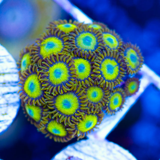 Yellow Submarine Zoanthids
