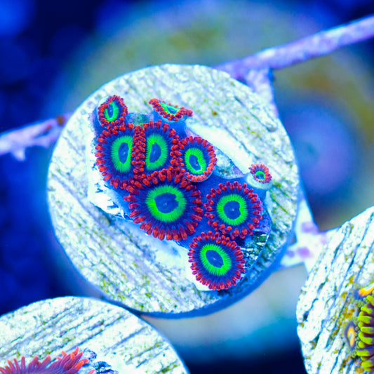 Emeralds on Fire Zoanthids #2