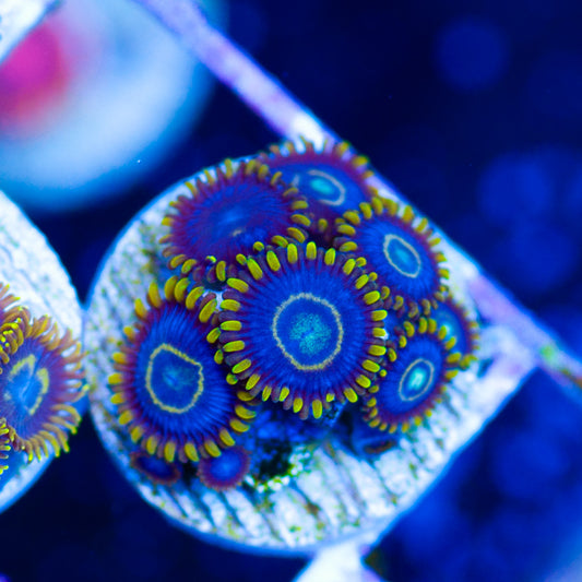Blue Hornets Zoanthids