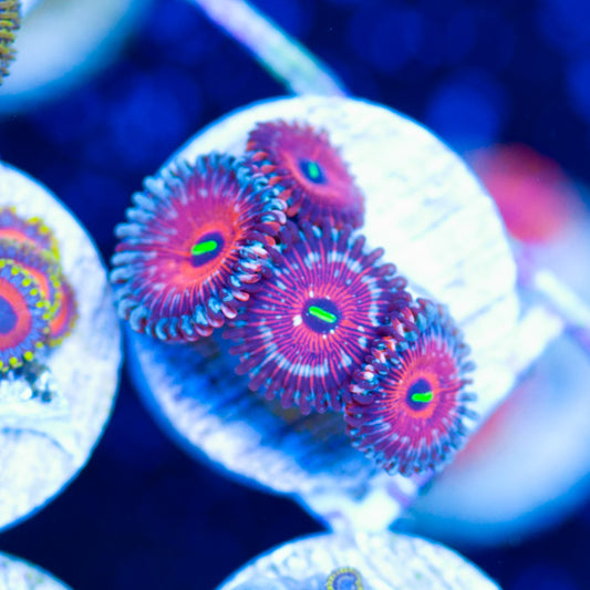 Salted Agave Zoanthids