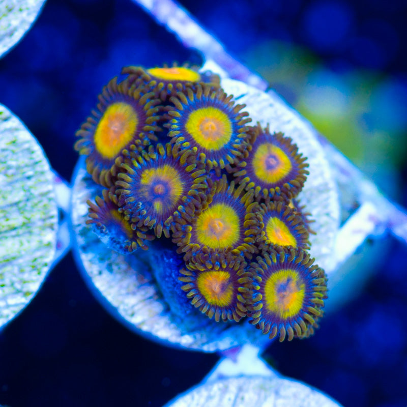 CC Tutti Frutti Zoanthids