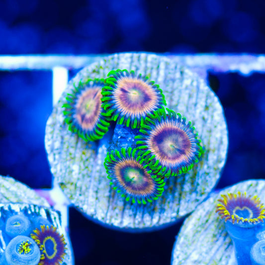 CC Laser Lemon Zoanthids