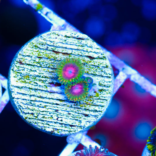 Awesome Blossom Zoanthids
