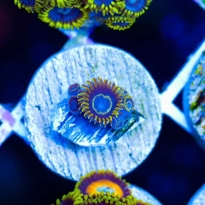 Blue Macaw Zoanthids