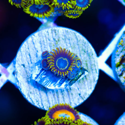 Blue Macaw Zoanthids