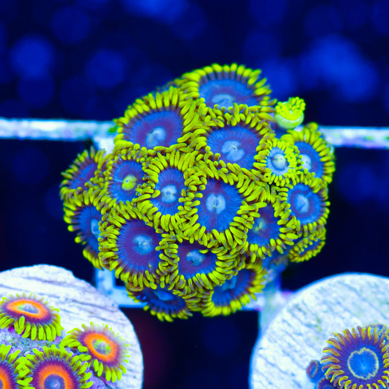 CC Bahama Blue Zoanthids