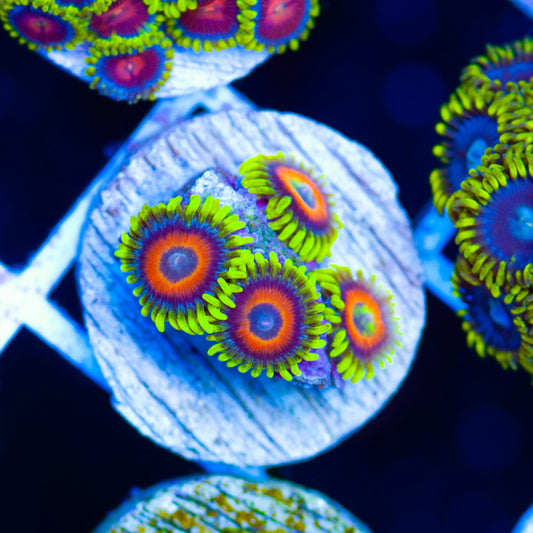 CC Everlasting Sunshine Zoanthids #2