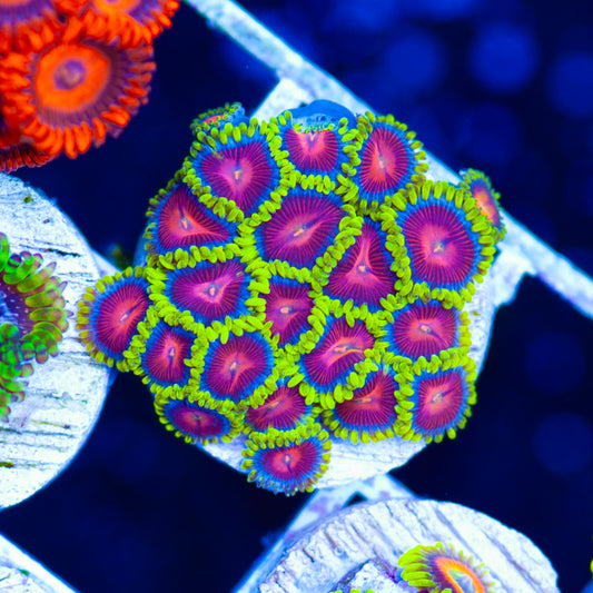 CC Spitfire Zoanthids #2