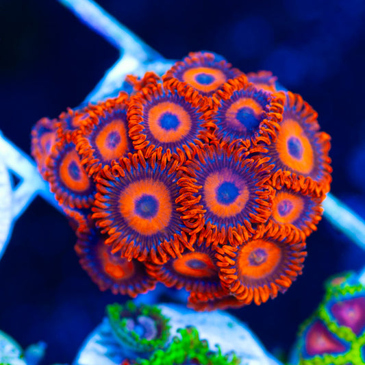 Orange Oxide Zoanthids