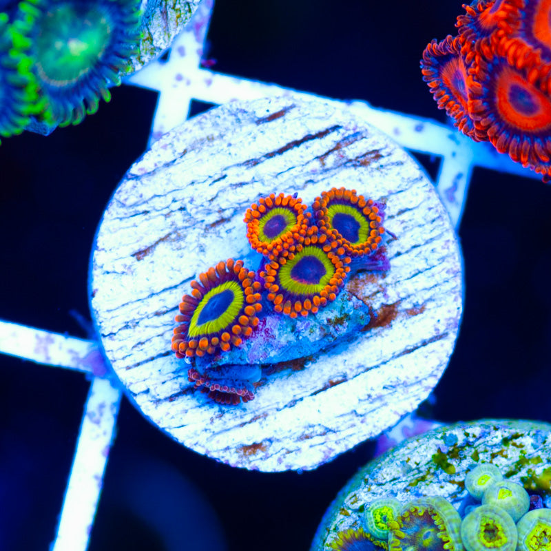 Fruit Loop Zoanthids
