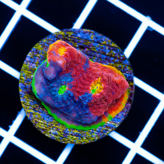 SC Rainbow Dynamite Chalice