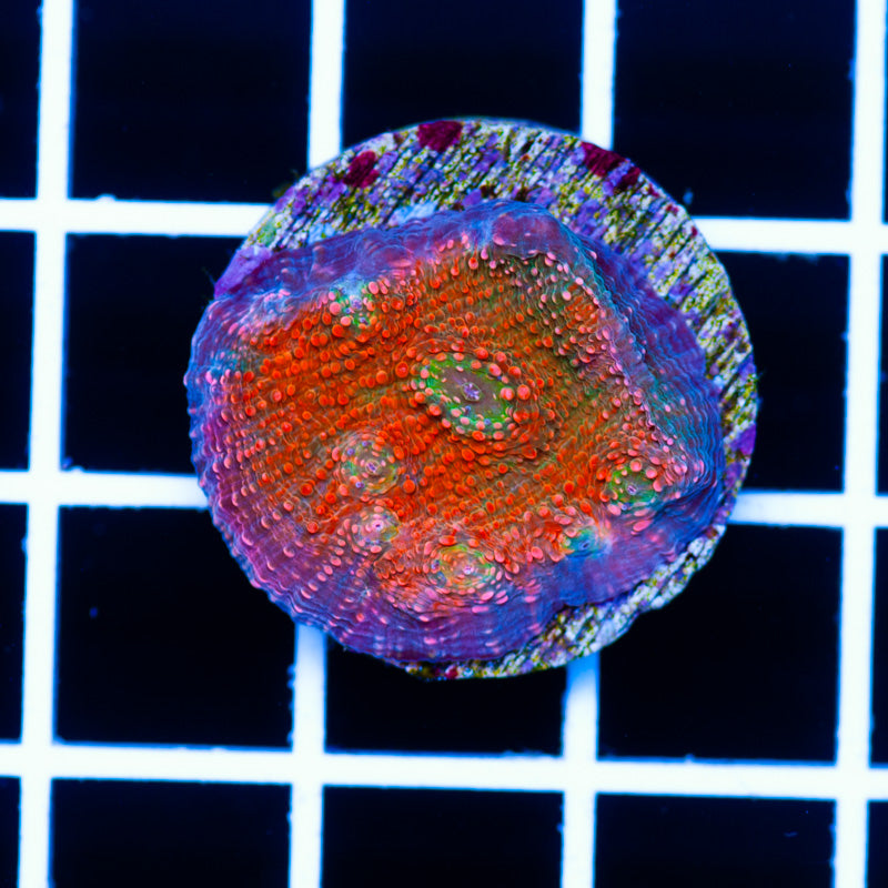 CC Red Dragon Chalice