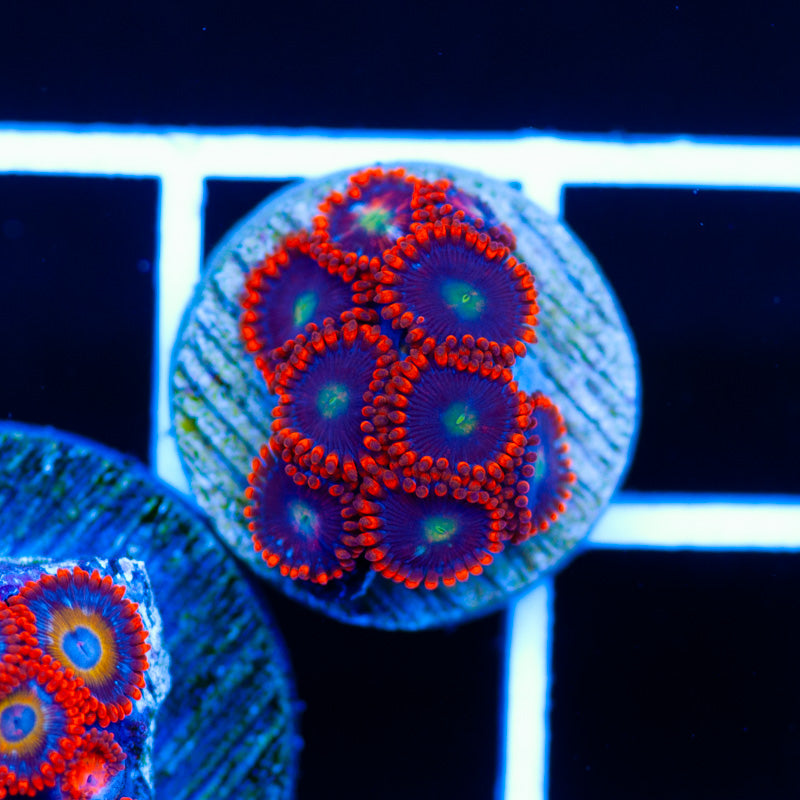 Fire and Ice Zoanthids