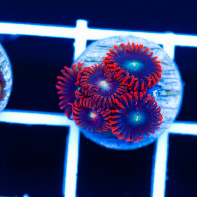 Fire and Ice Zoanthids #2