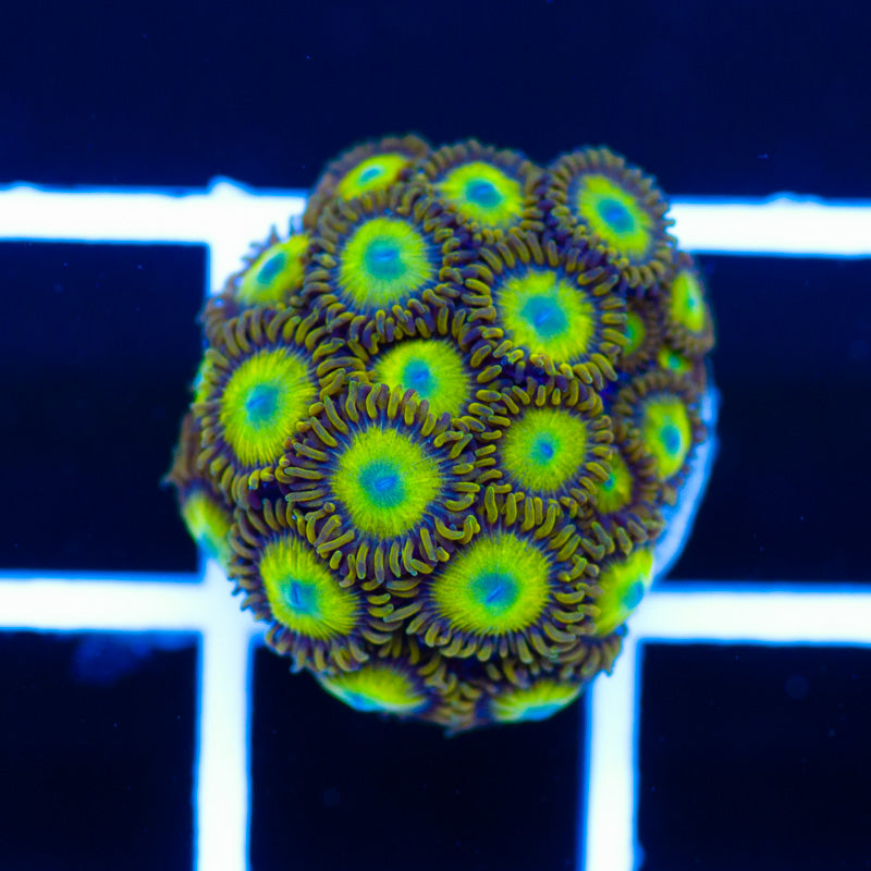 Yellow Submarine Zoanthids