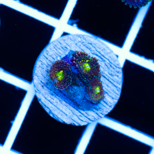 OG Grim Reaper Zoanthid