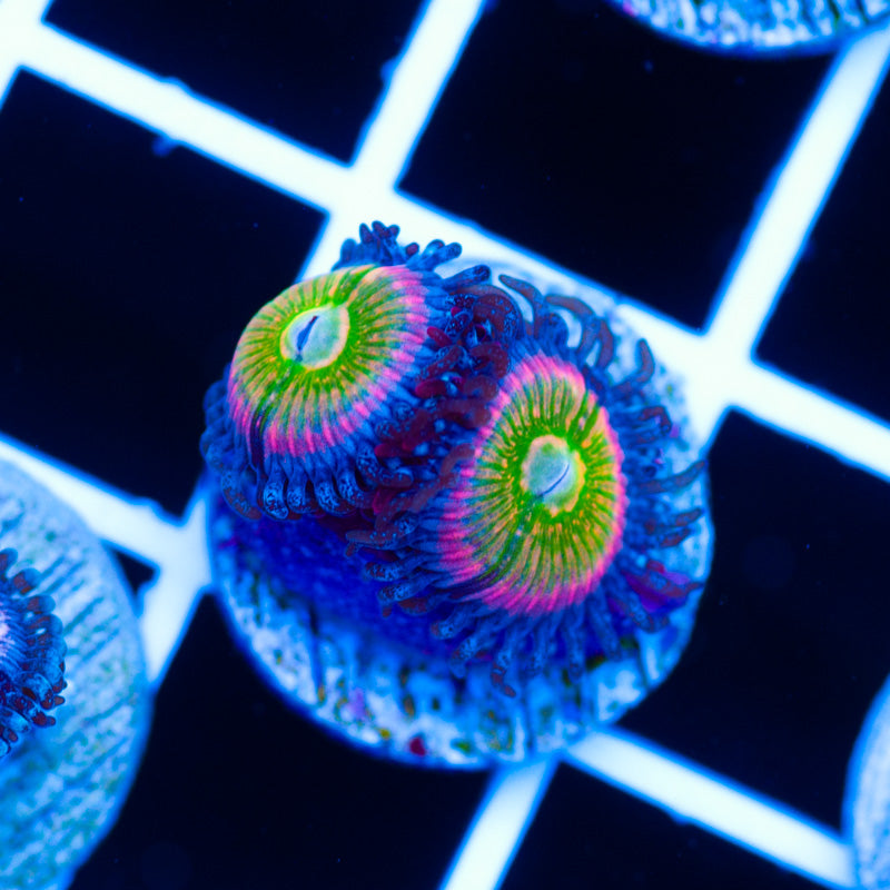 CC Rainbow Kazoo Zoanthids