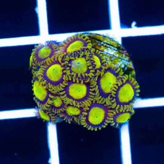 OG King Midas Zoanthids