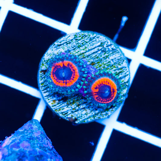 Devils Armor Zoanthids