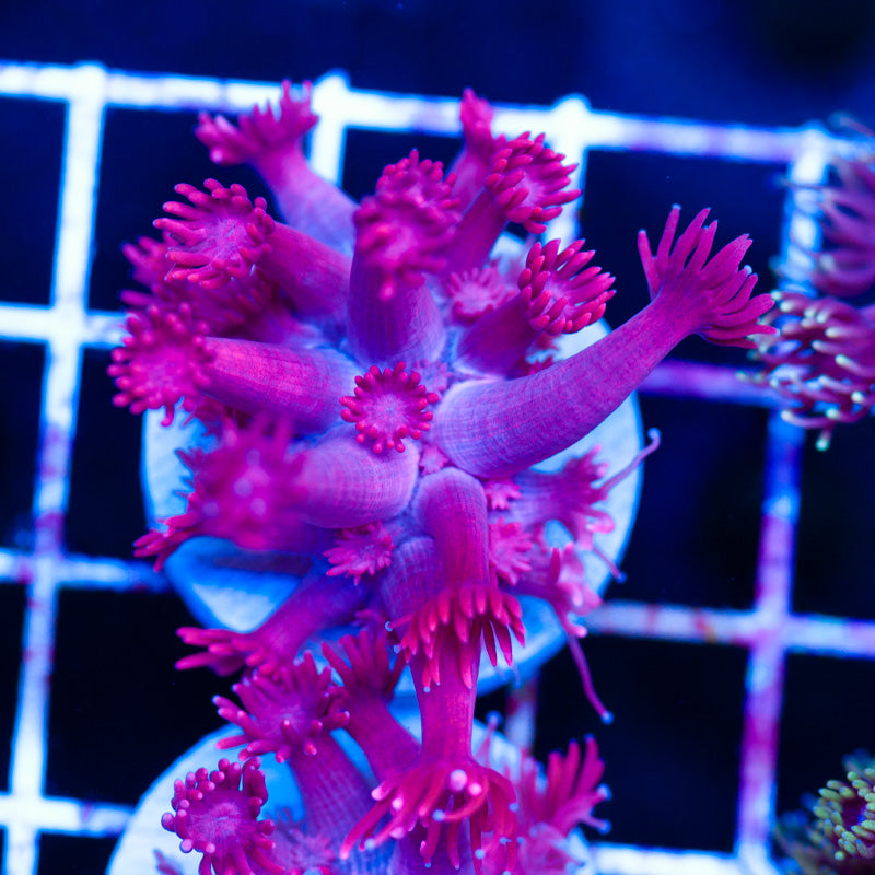 Japanese Red Goniopora