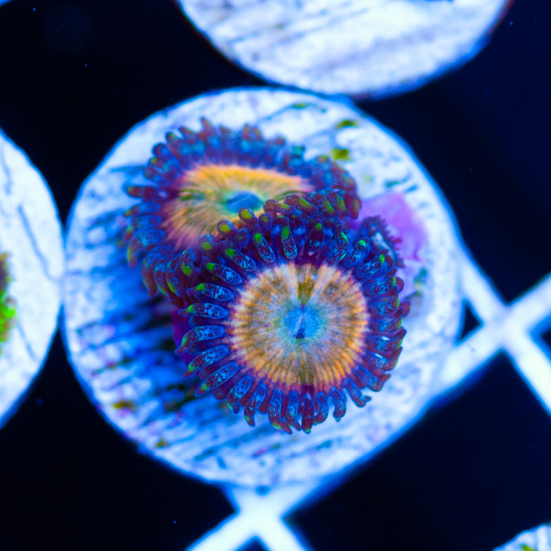 Auction Orange Fusions