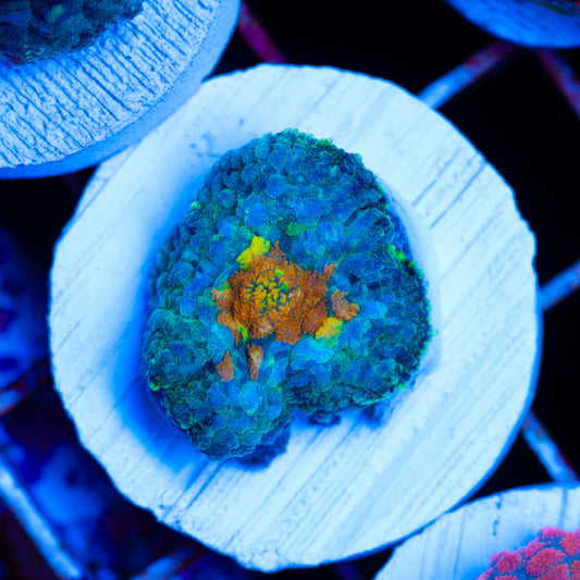 Auction You Know You Want Me