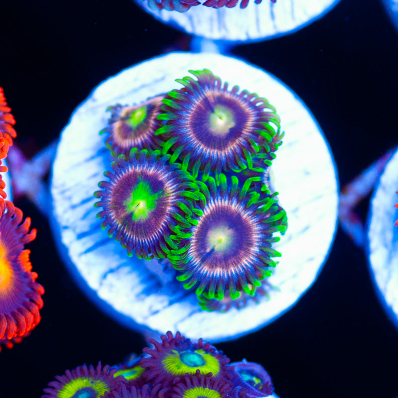 Auction CC Raspberry Limes