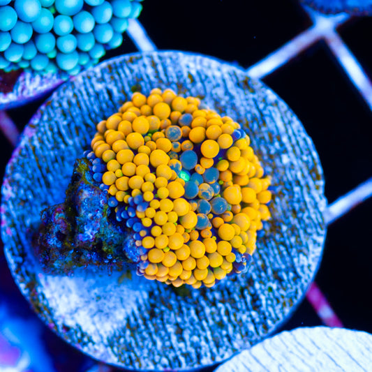 Auction Radical Ricordea