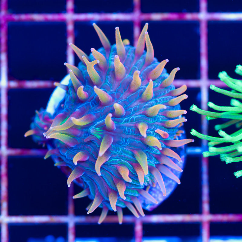 Auction RR Dragonscale Diaseris Plate