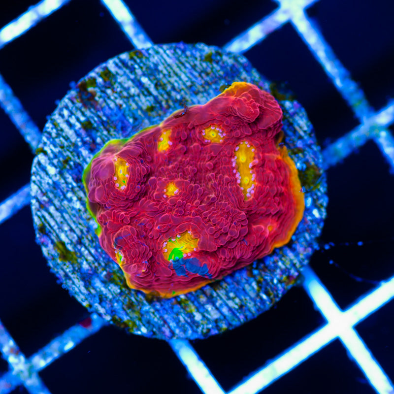 Auction SC Rainbow Dynamite