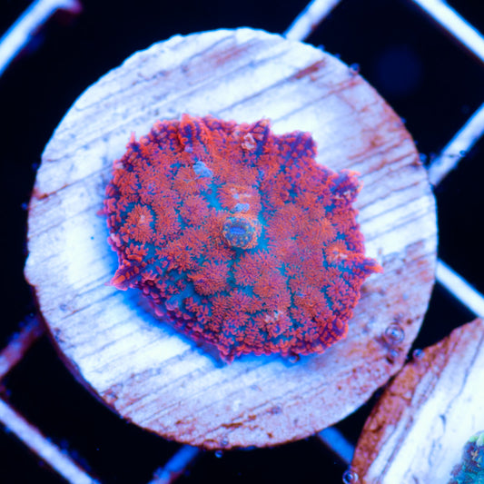 Auction Superman Rhodactis