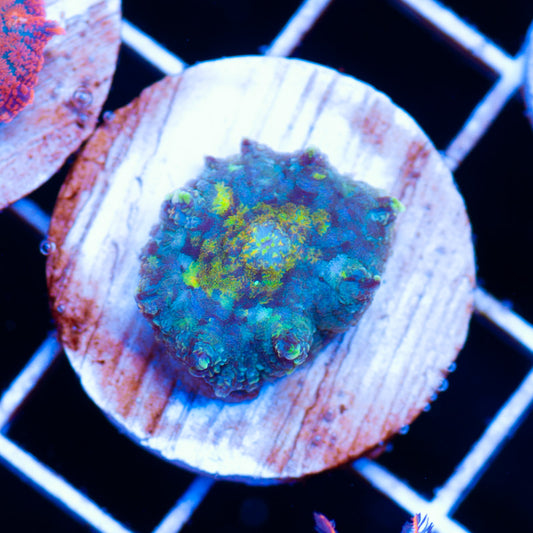 Auction You Know You Want Me Too